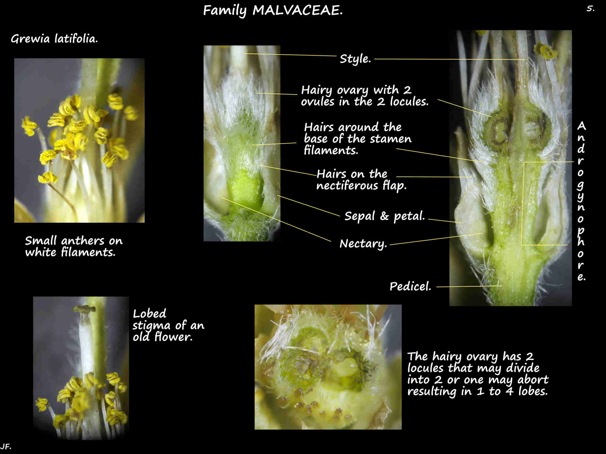 5 Androgynophore, stamens & ovary of Grewia latifolia flowers