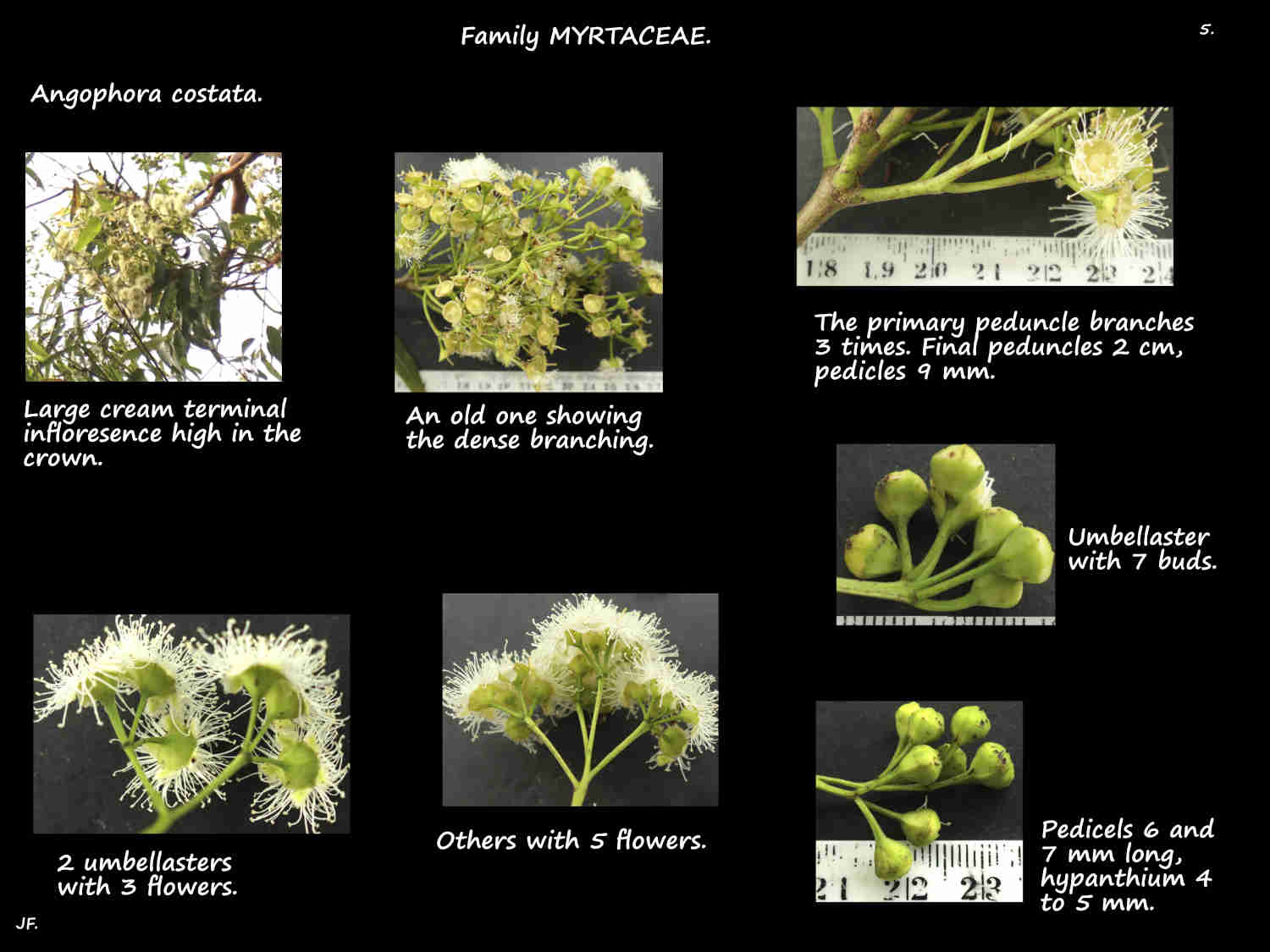 5 Angophora costata inflorescences