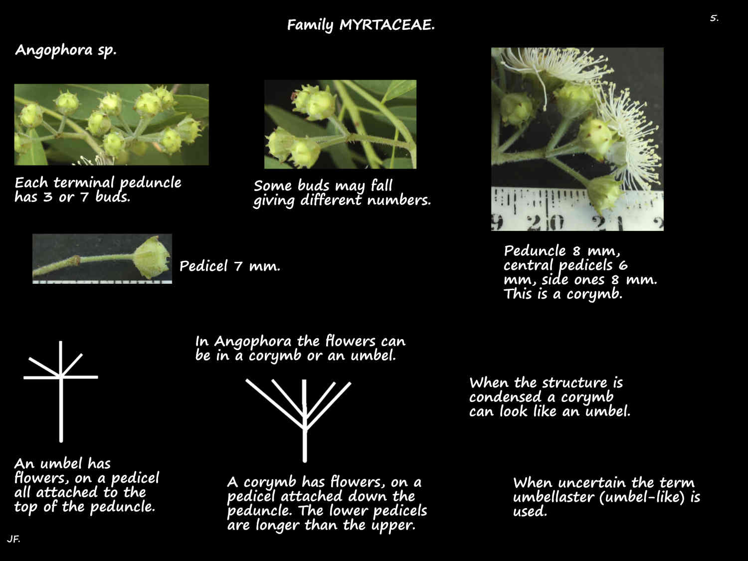 5 Angophora umbellasters