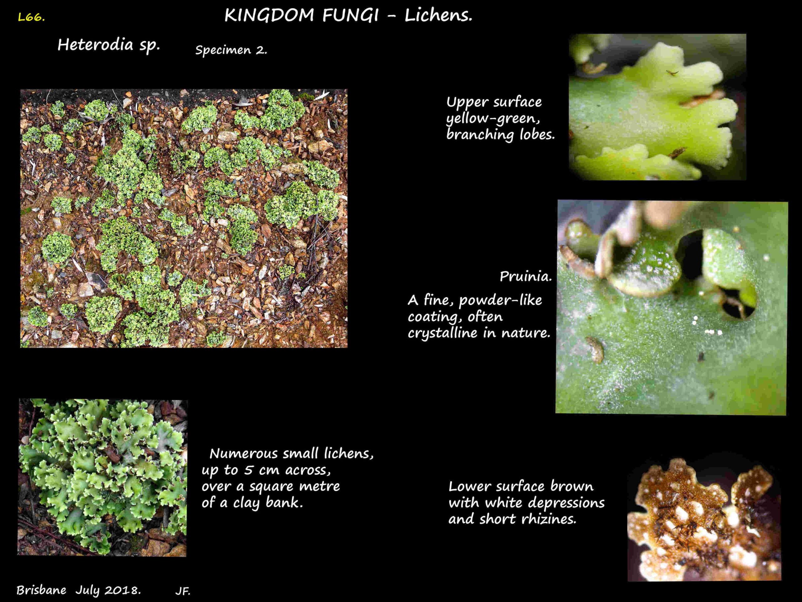 5 Another Heterodia lichen