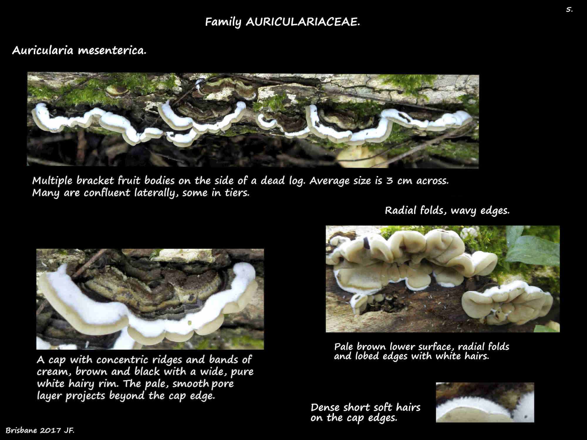 5 Another group of Auricularia mesenterica