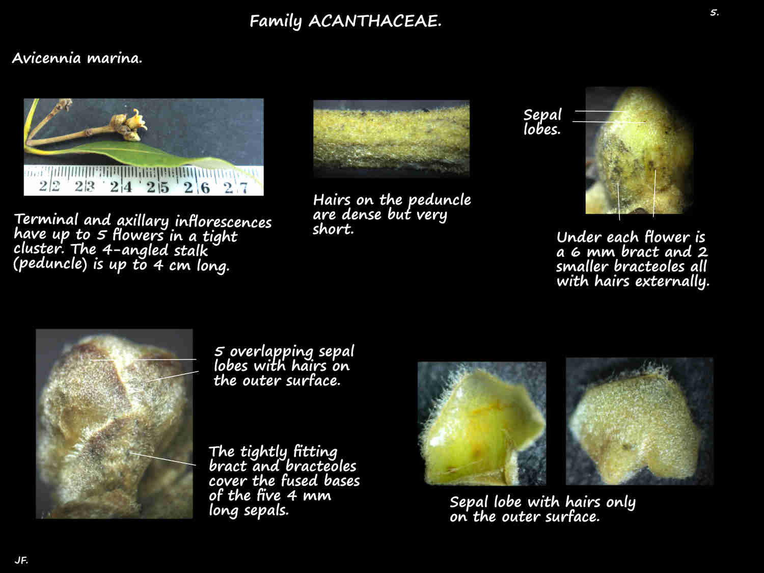 5 Avicennia marina bracts, bracteoles & sepals