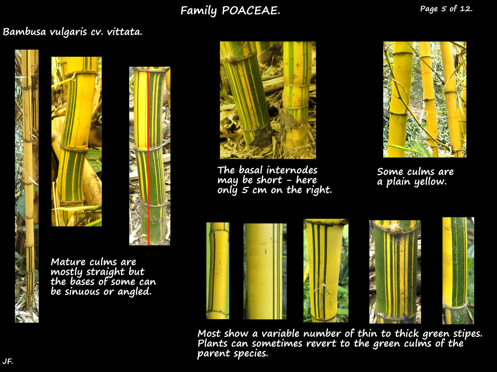 5 Bambusa vulgaris cv. vittata mature culms