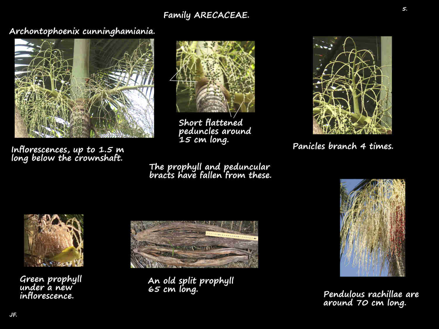 5 Bangalow palm inflorescences