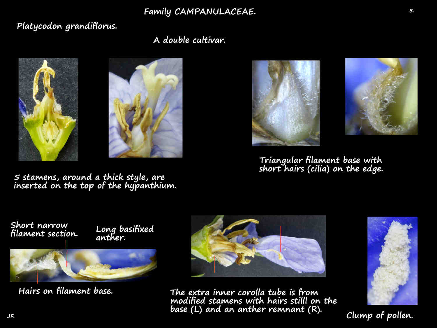 5 Basal appendage on Platycodon grandiflorus stamens