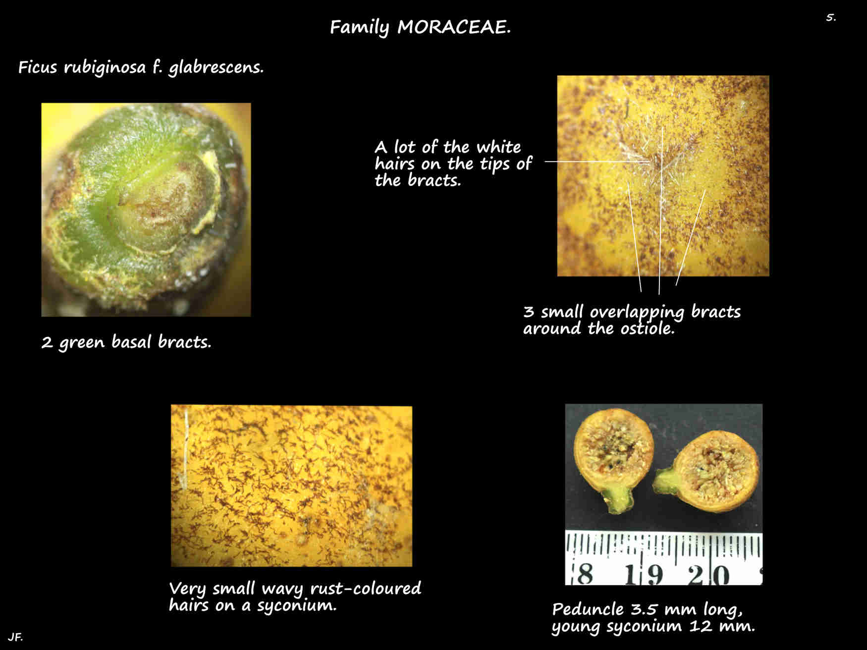 5 Basal & ostiole bracts on Ficus rubiginosa syconia