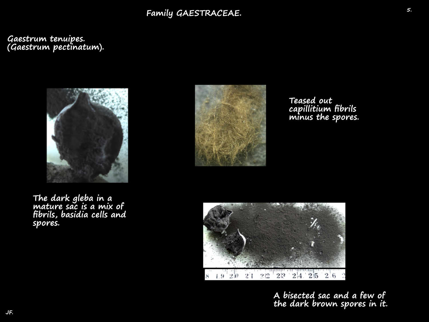 5 Beaked earthstar spores