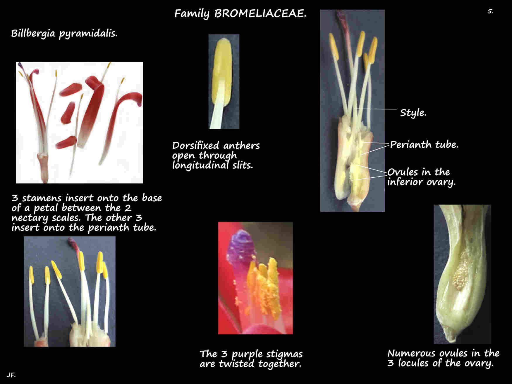 5 Billbergia pyramidalis stamens, ovary & stigmas