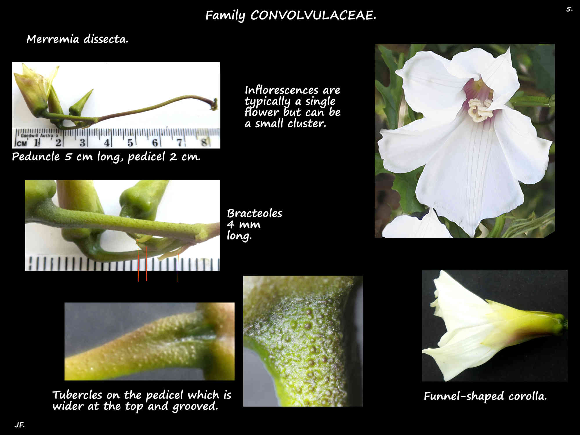 5 Bindweed inflorescences