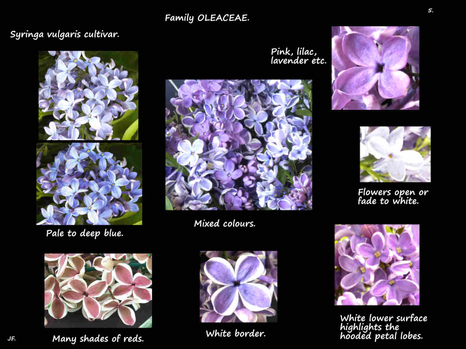 5 Blue, purple, red & white lilac flowers