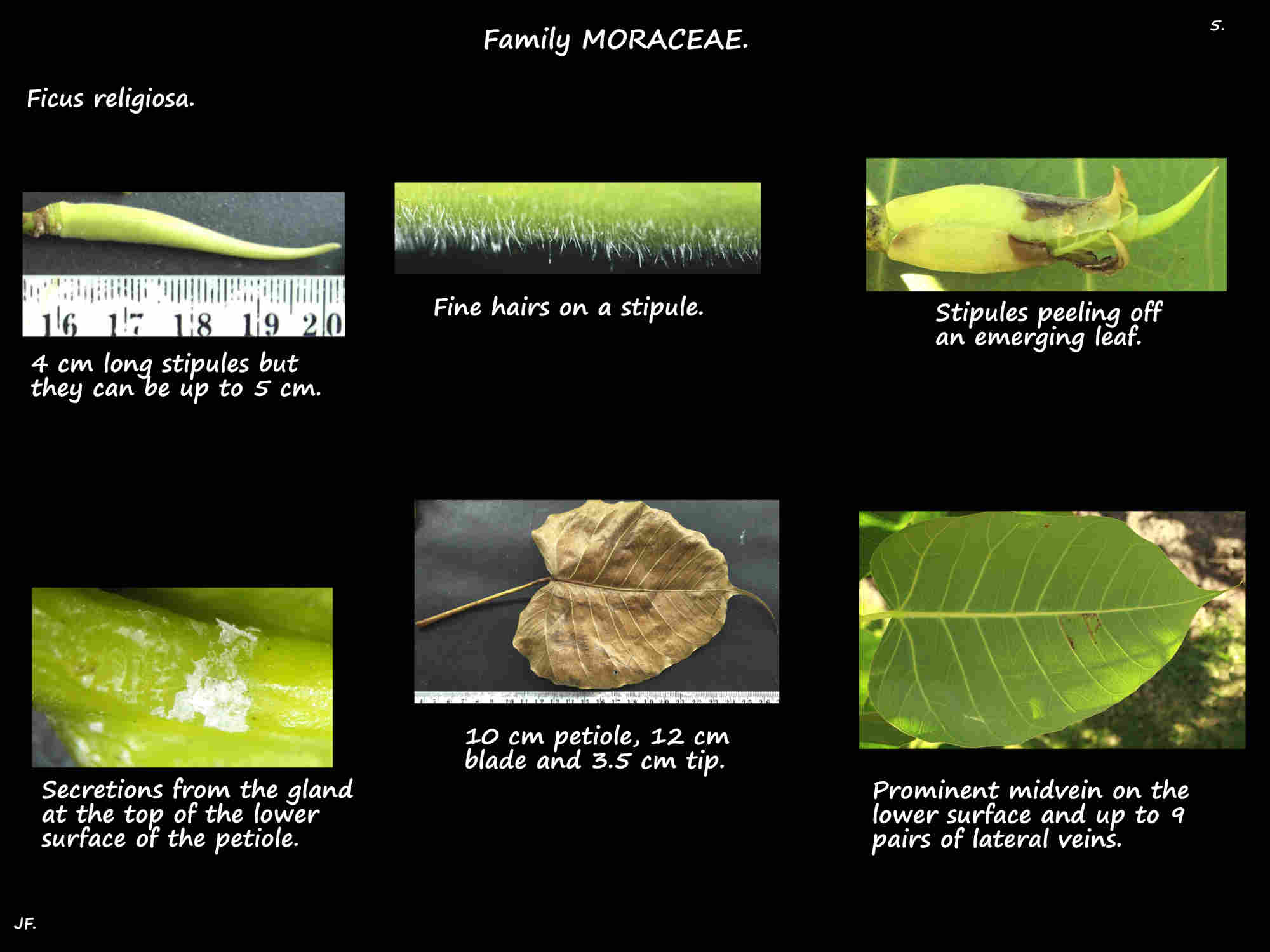 5 Bo tree stipules & leaf glands