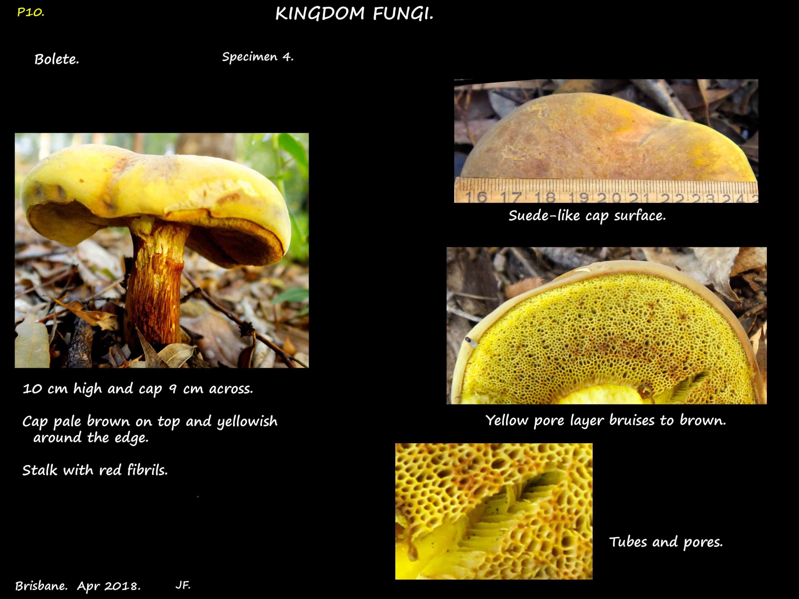 4 The bruised pore surface of a Bolete