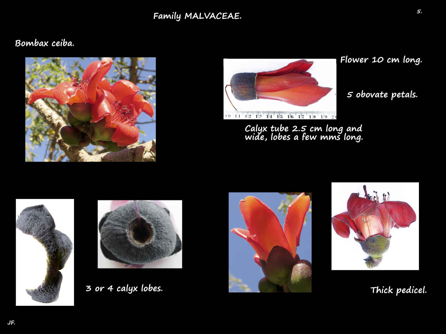5 Bombax ceiba sepals & petals