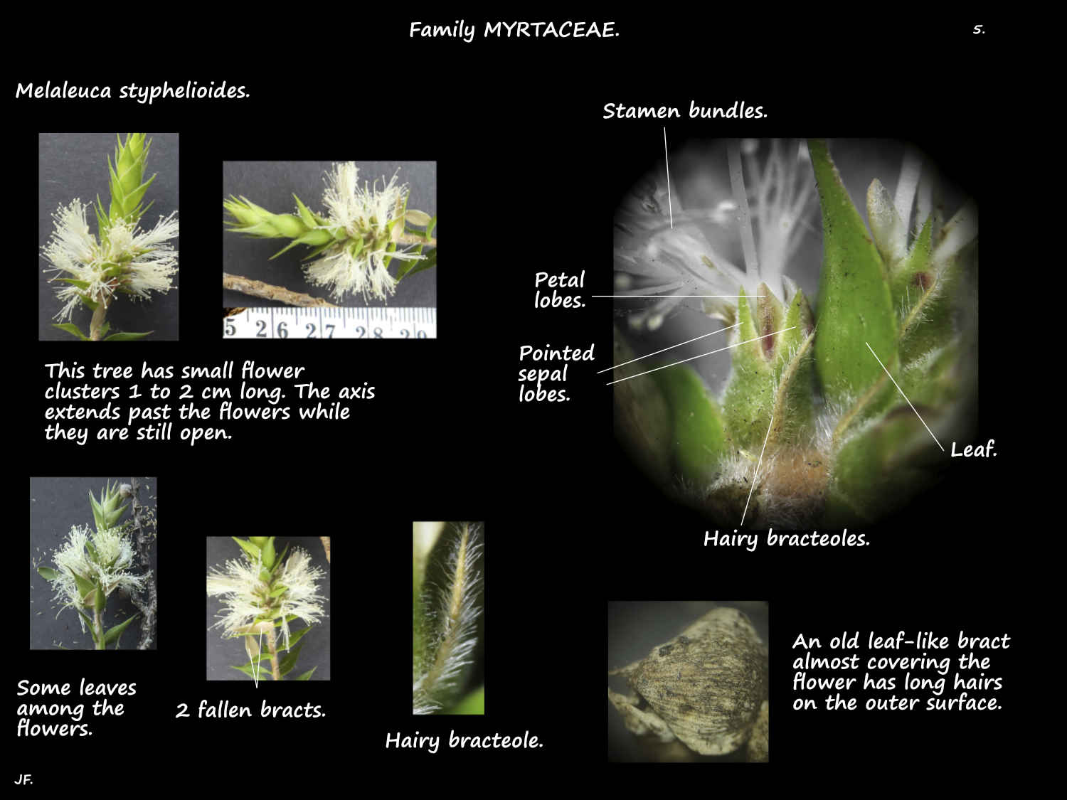 5 Bracteoles in Melaleuca styphelioides inflorescences