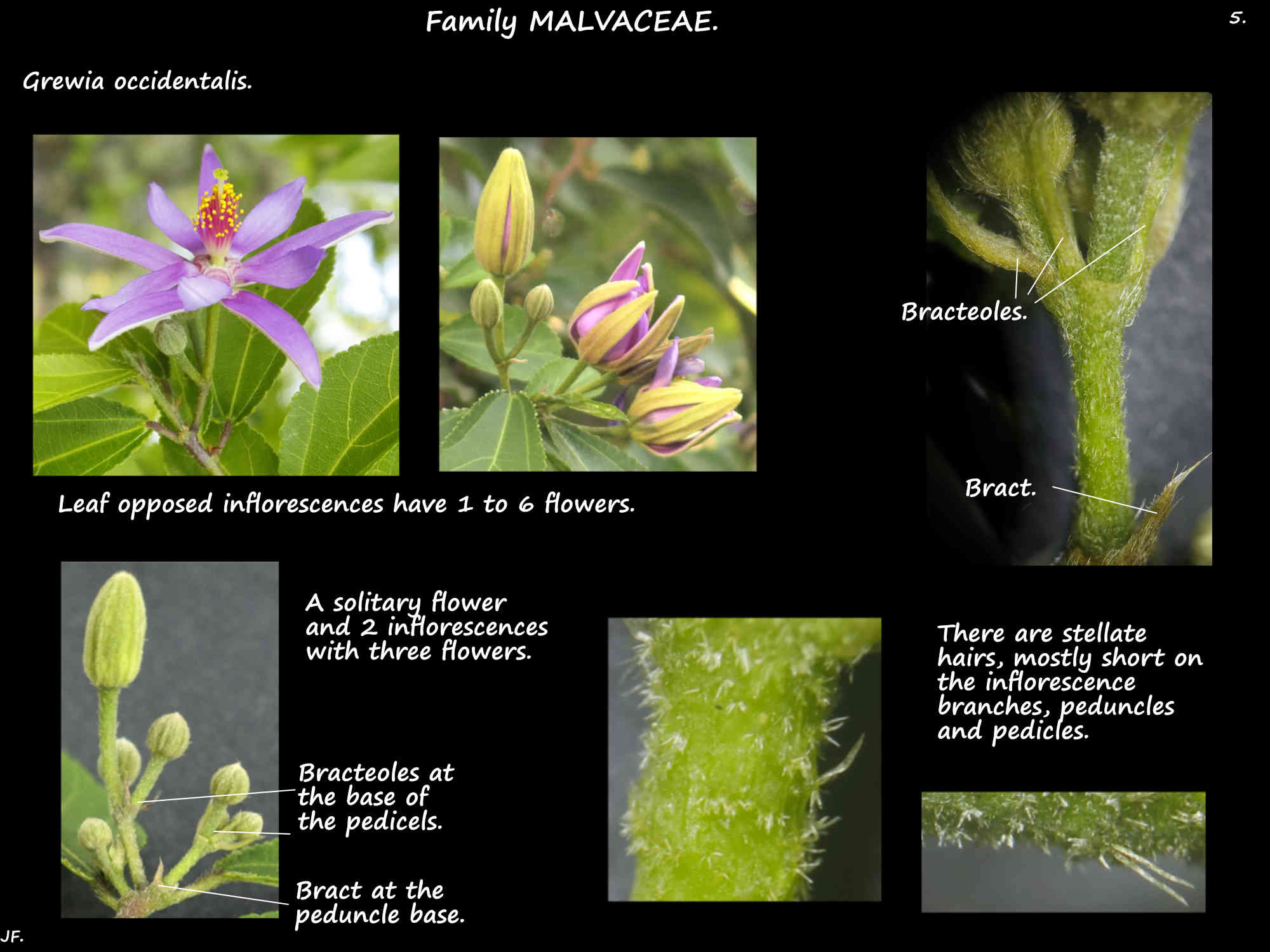 5 Bracts & bracteoles in Grewia occidentalis inflorescences