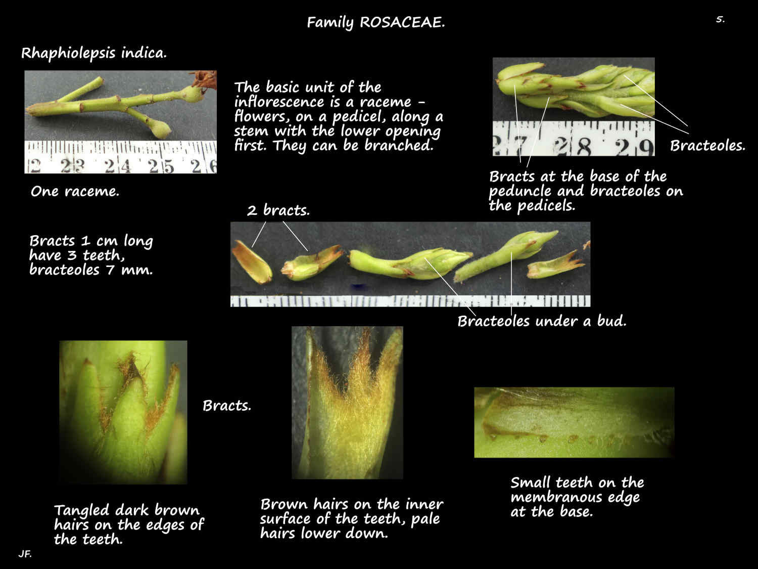 5 Bracts on Rhaphiolepsis inflorescences