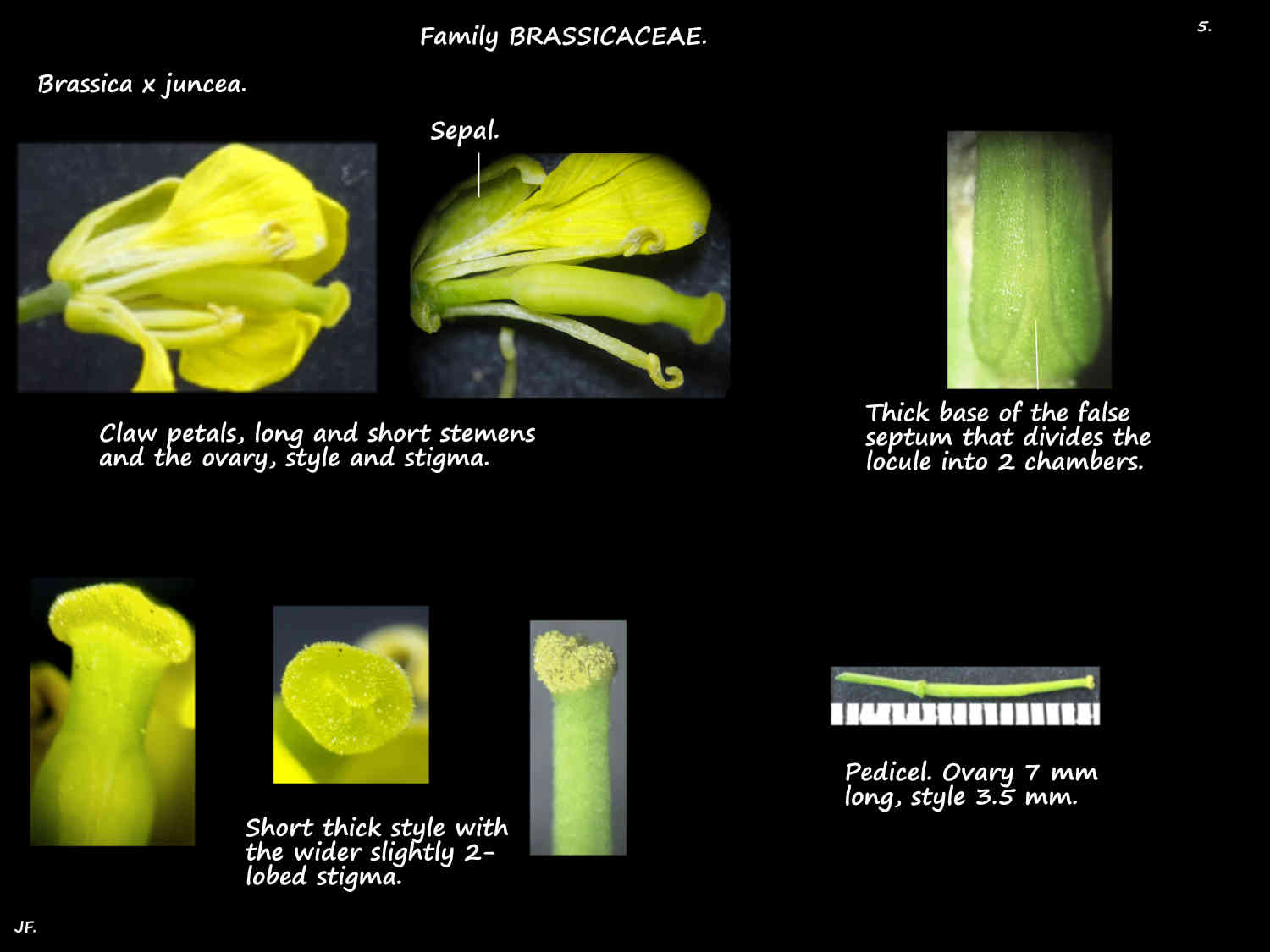 5 Brassica x juncea ovary, style & stigma
