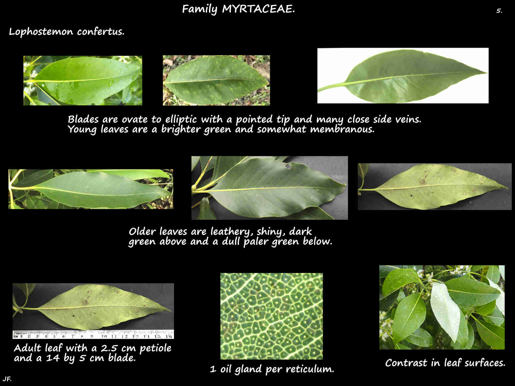 5 Brisbane box leaves & oil glands