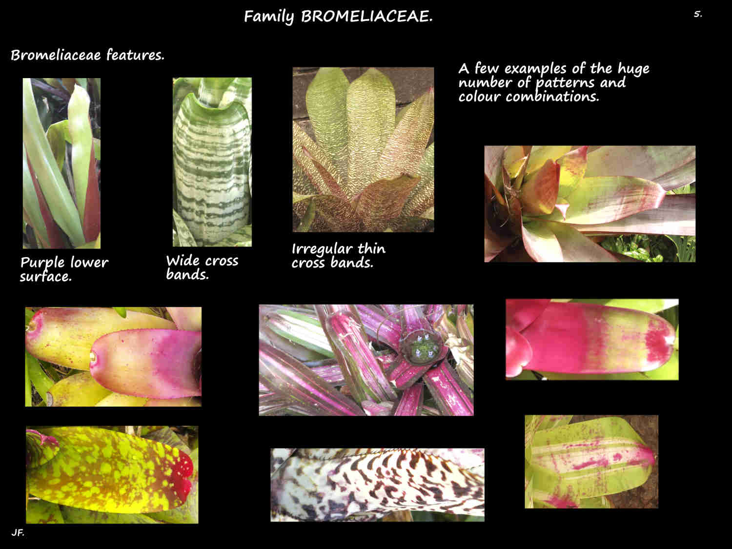 5 Bromeliad leaf colours & markings