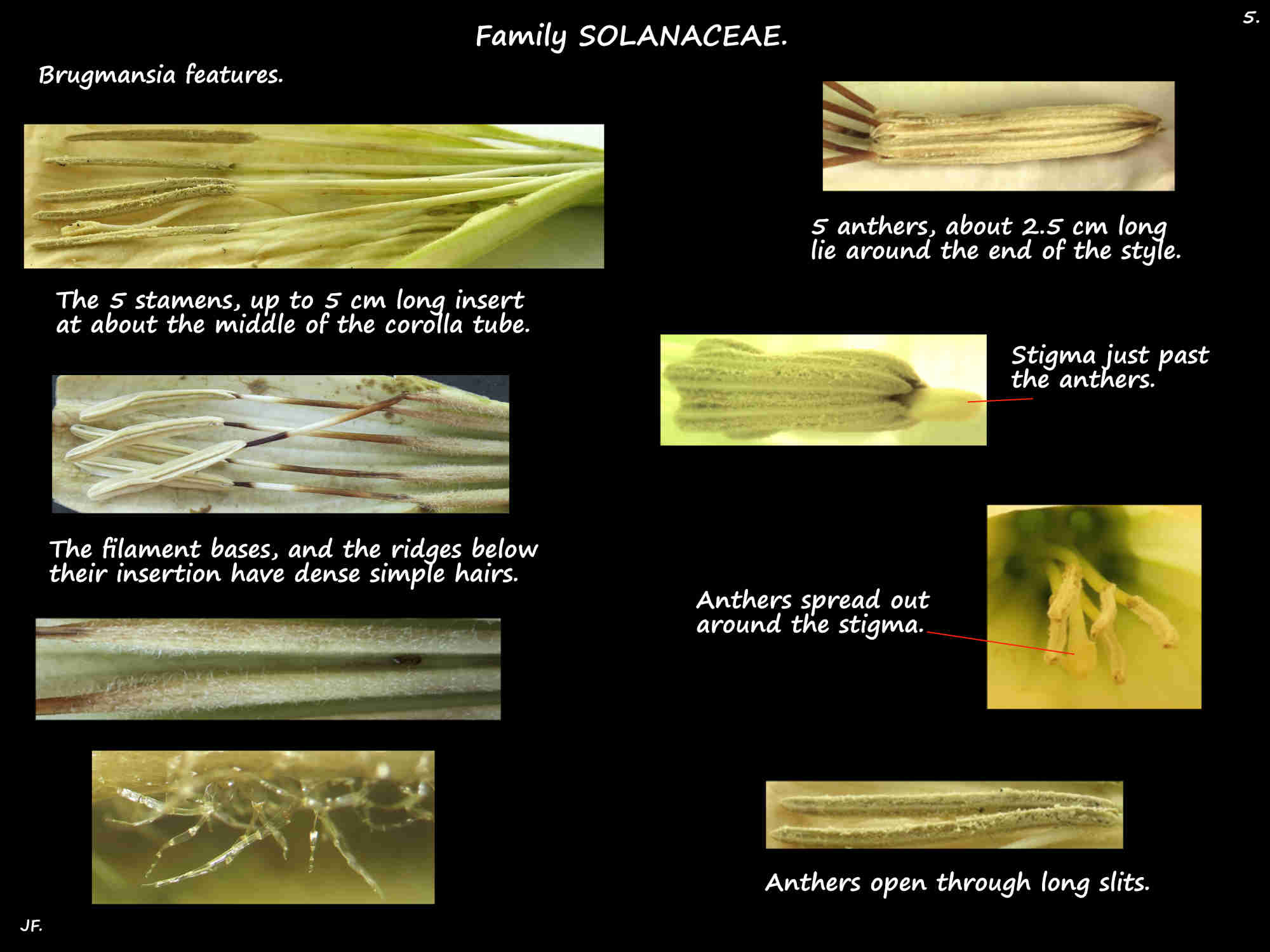 5 Brugmansia stamens
