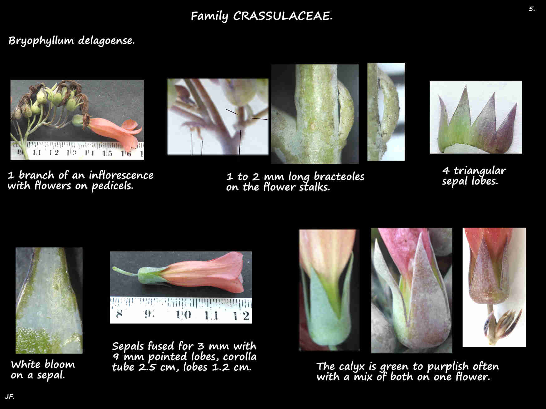 5 Bryophyllum delagoense sepals