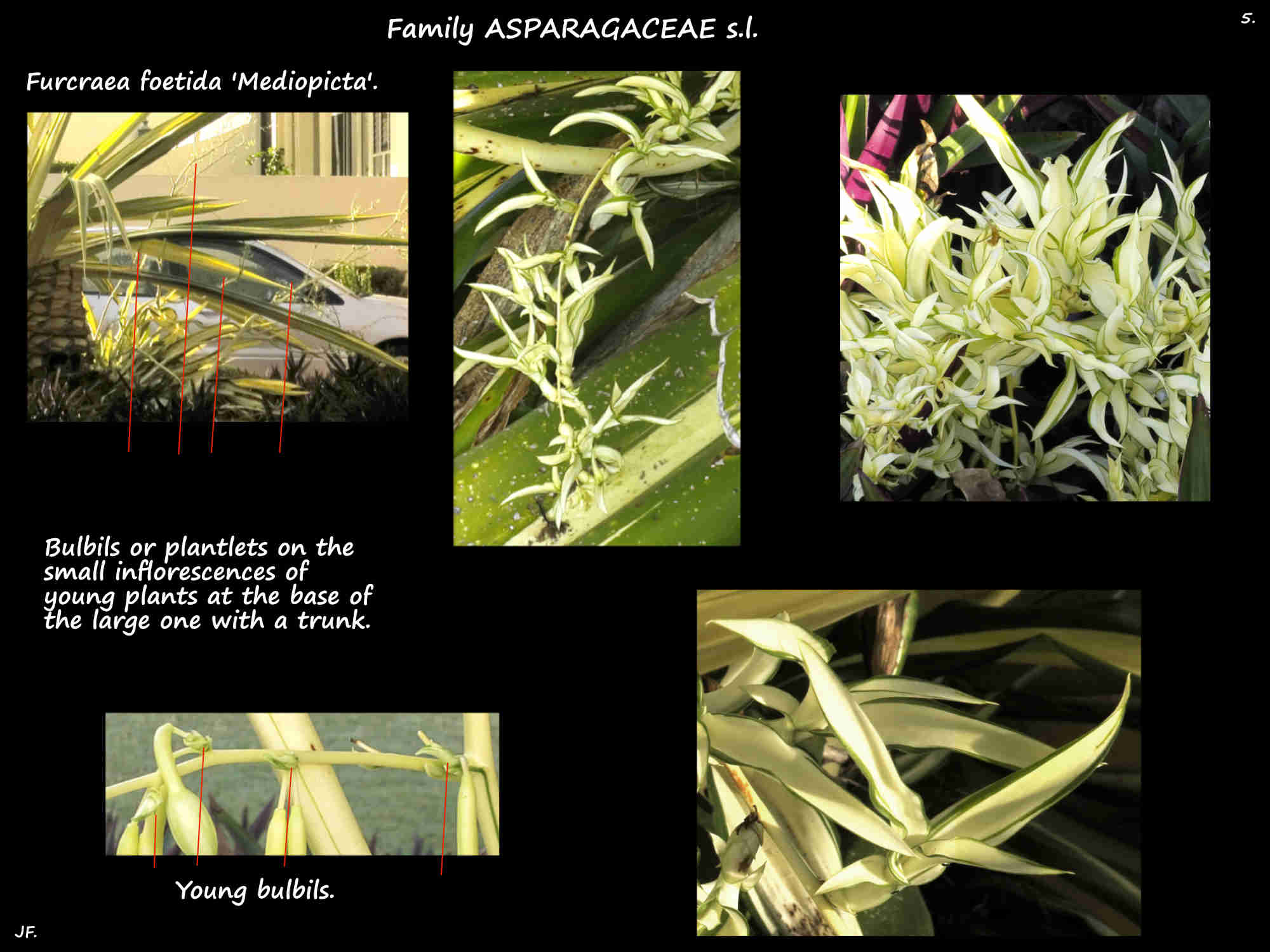5 Bulbils on a Furcraea 'Mediopicta' inflorescence