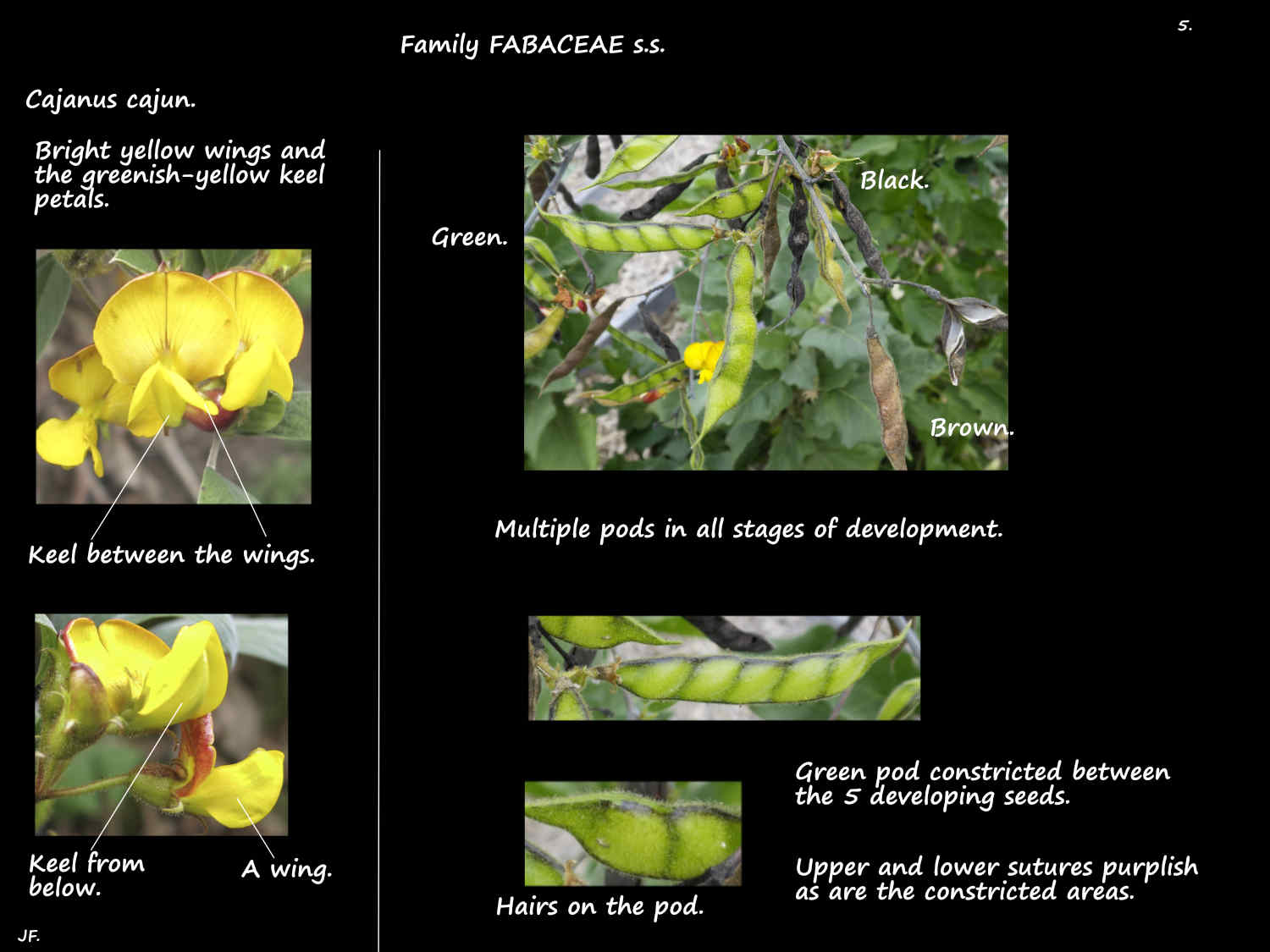 5 Cajanus cajun legumes