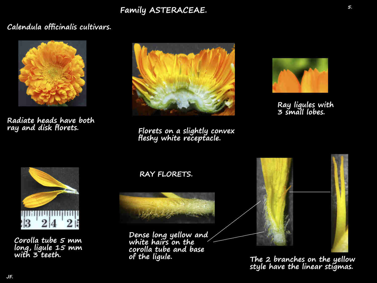 5 Calendula officinalis receptacle & ray florets