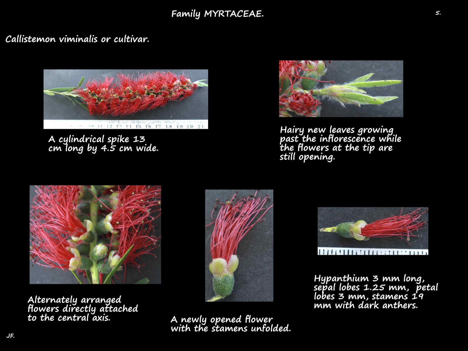 5 Callistemon viminalis spikes