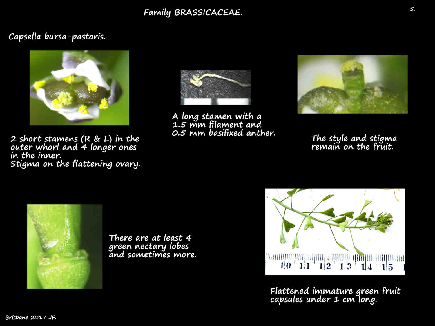 5 Capsella bursa-pastoris stamens & nectaries