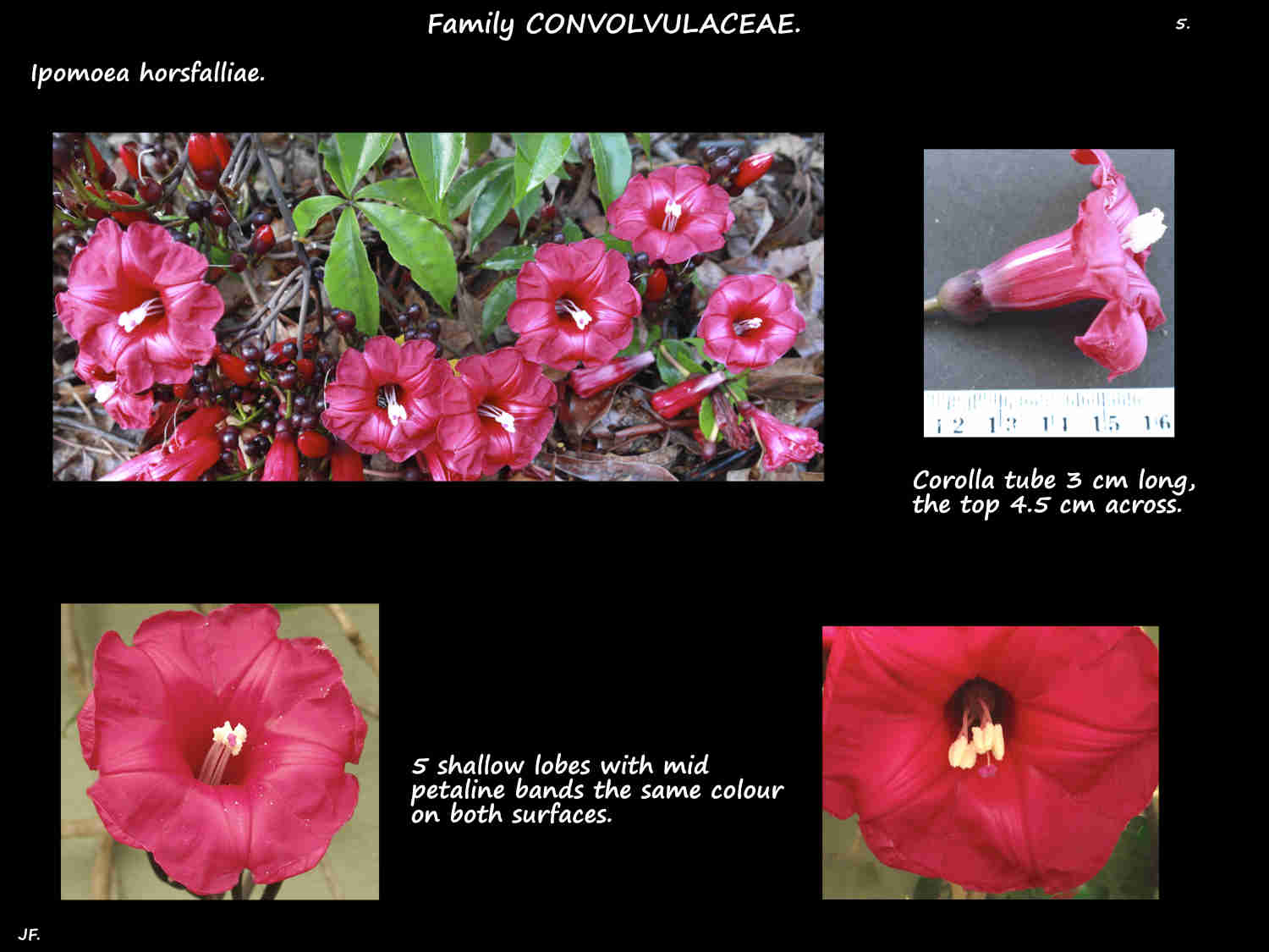 5 Cardinal creeper flowers