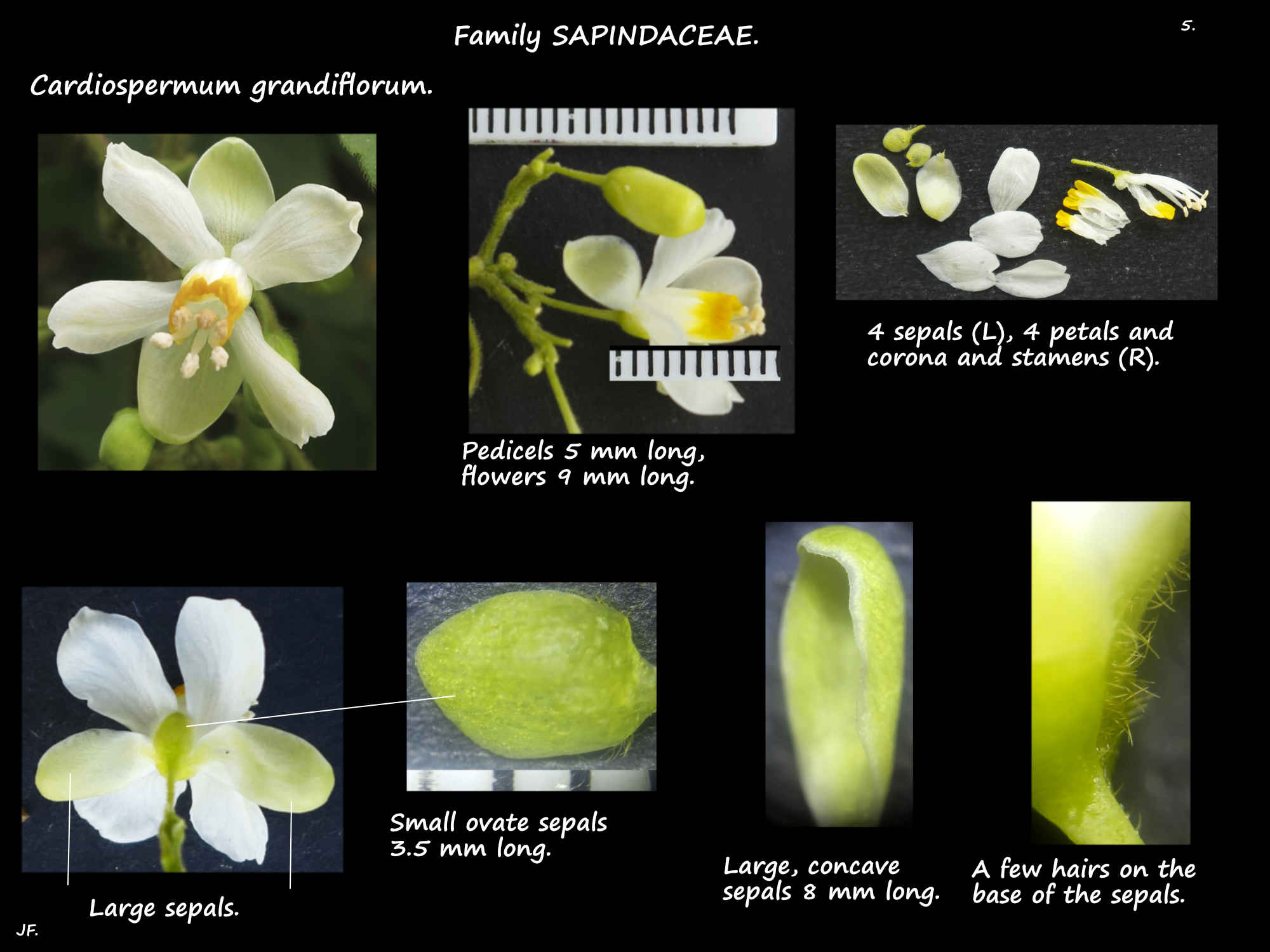 5 Cardiospermum grandiflorum flower & sepals