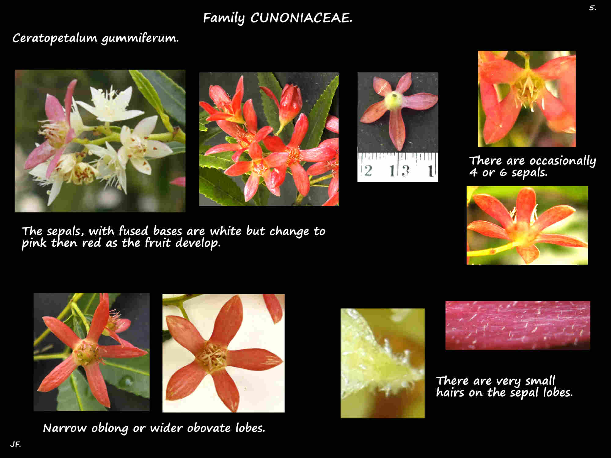 5 Ceratopetalum flowers & the sepals