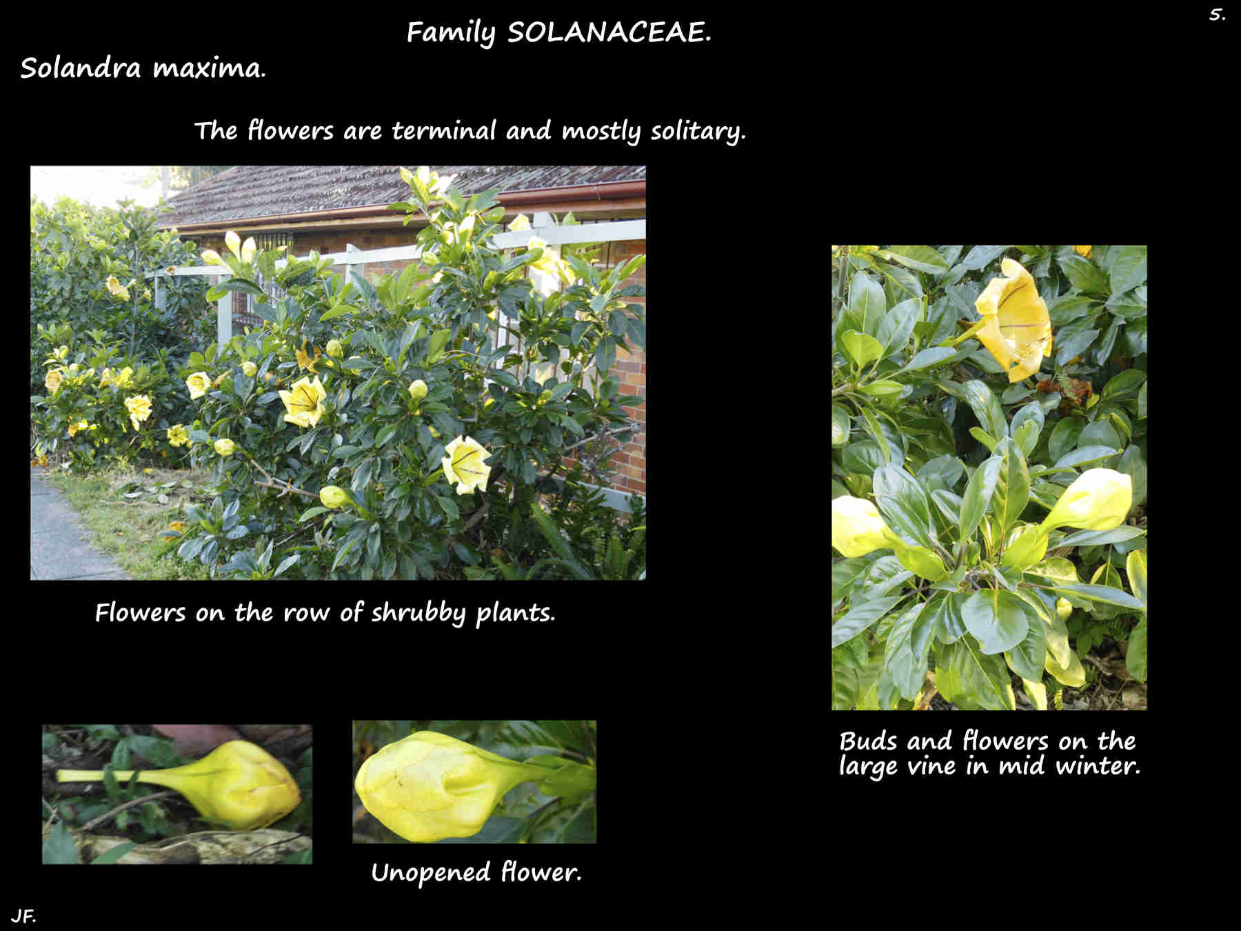 5 Chalice vine inflorescences