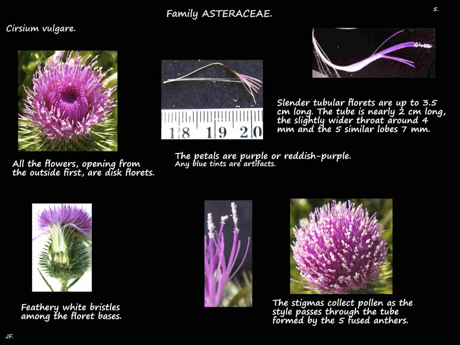 5 Cirsium vulgare purple florets