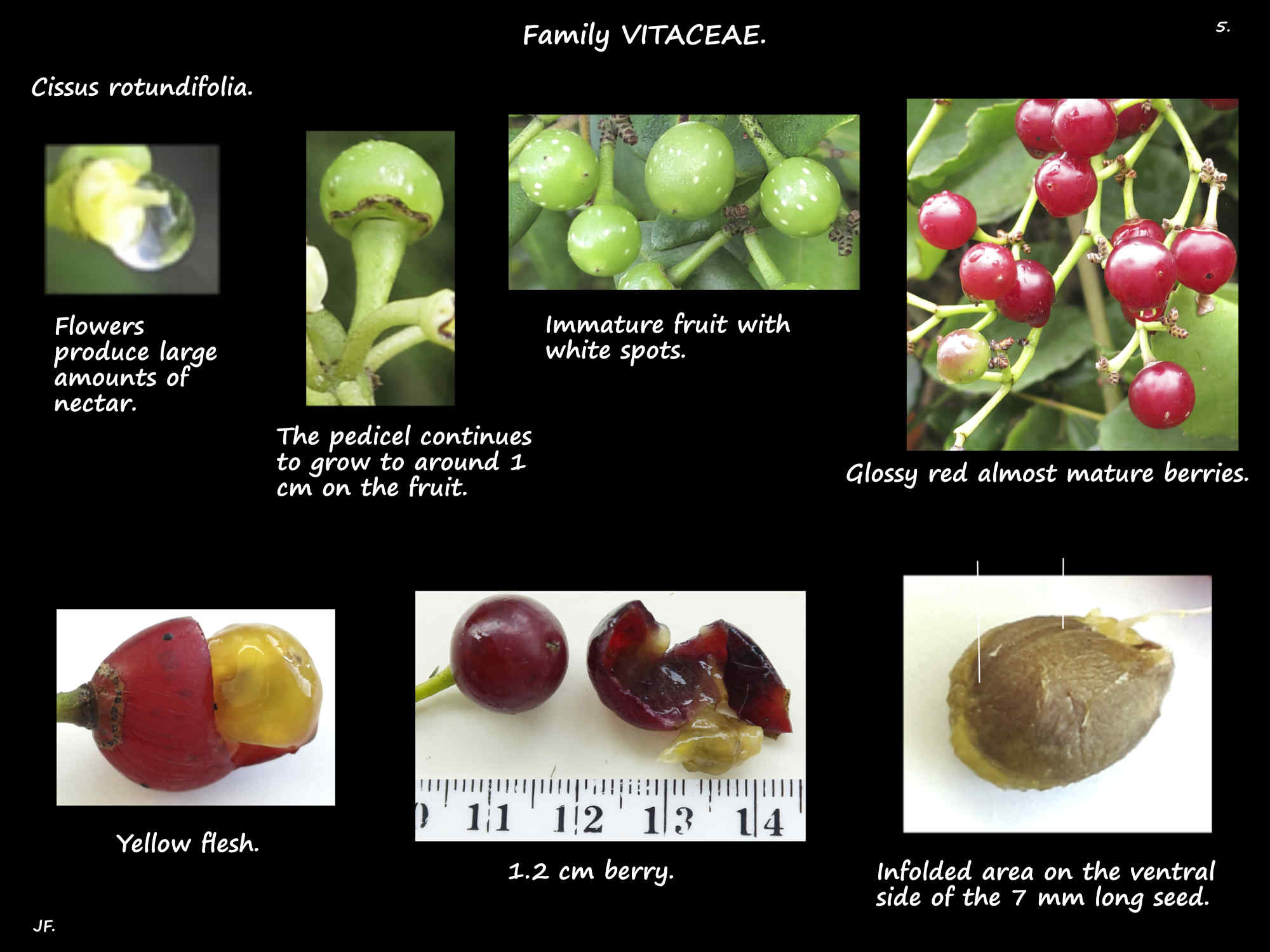 5 Cissus rotundifolia berries & seeds