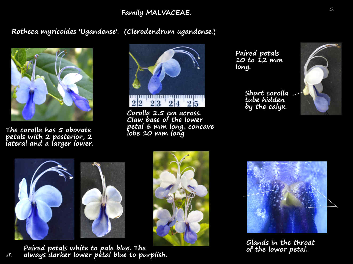 5 Clerodendrum 'Ugandense' flowers