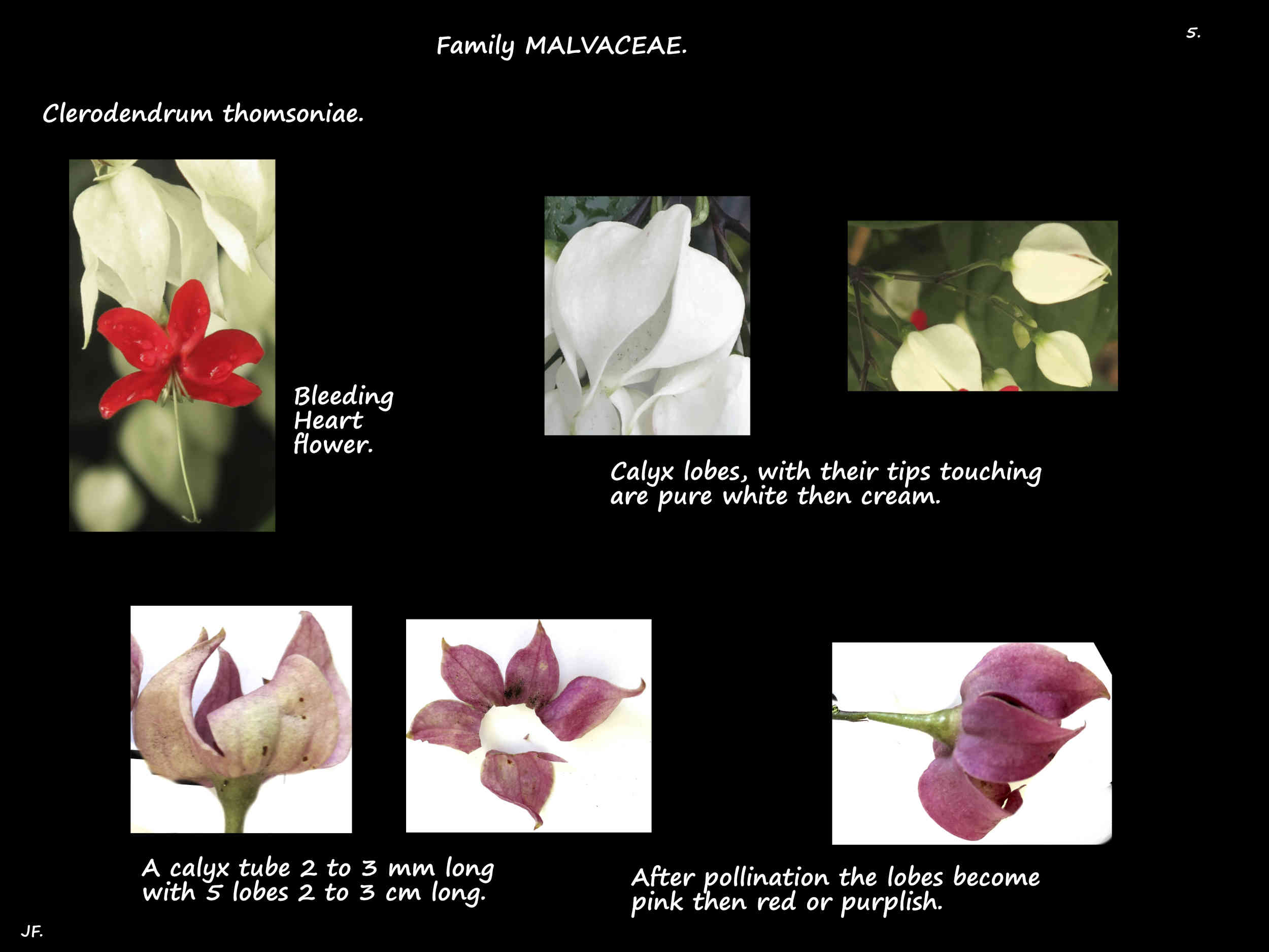 5 Clerodendrum thomsoniae calyx