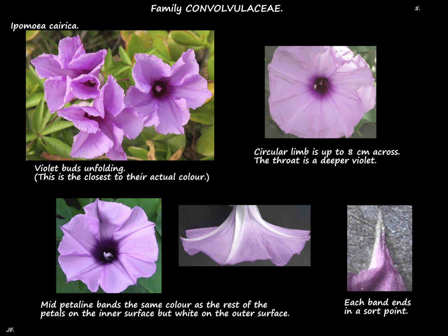 5 Coastal Morning Glory flowers