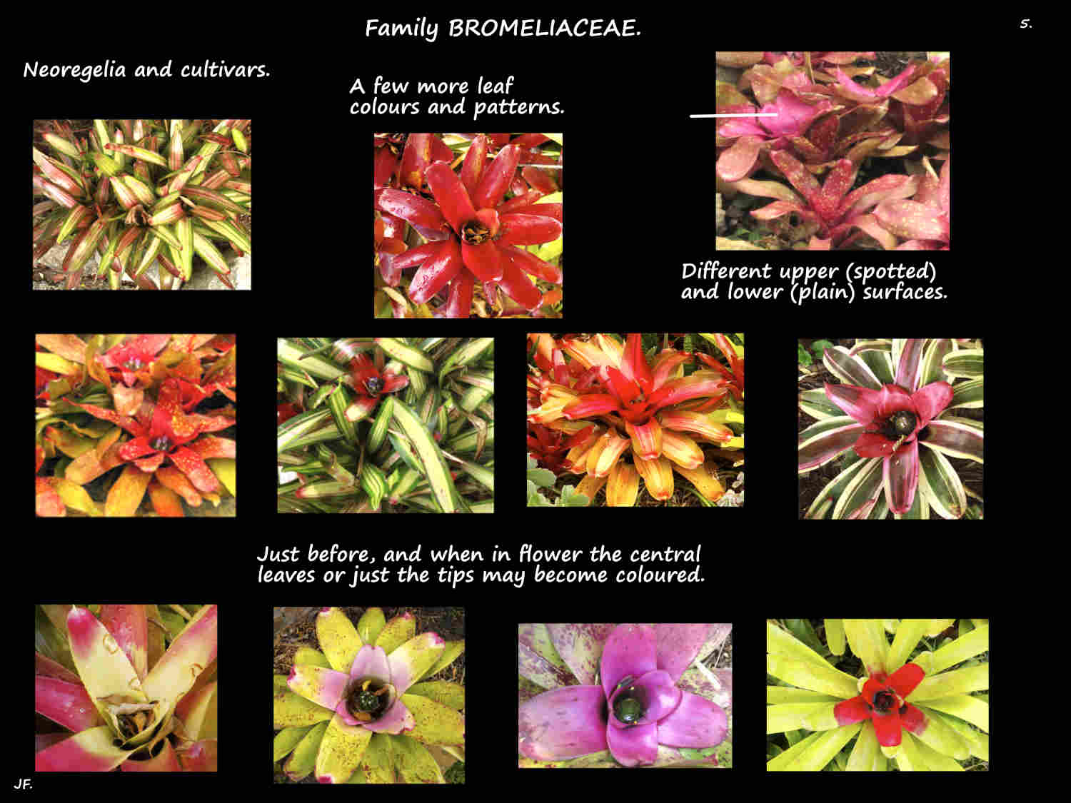 5 Coloured inner leaves when Neoregelia flowers