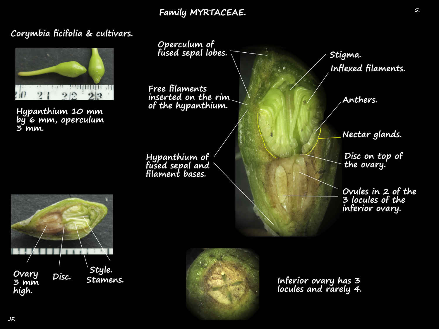 5 Corymbia ficifolia hypanthium & operculum