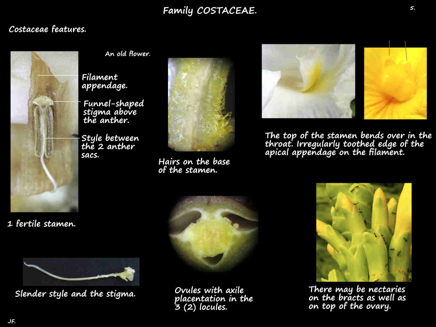 5 Costaceae stamen & ovary