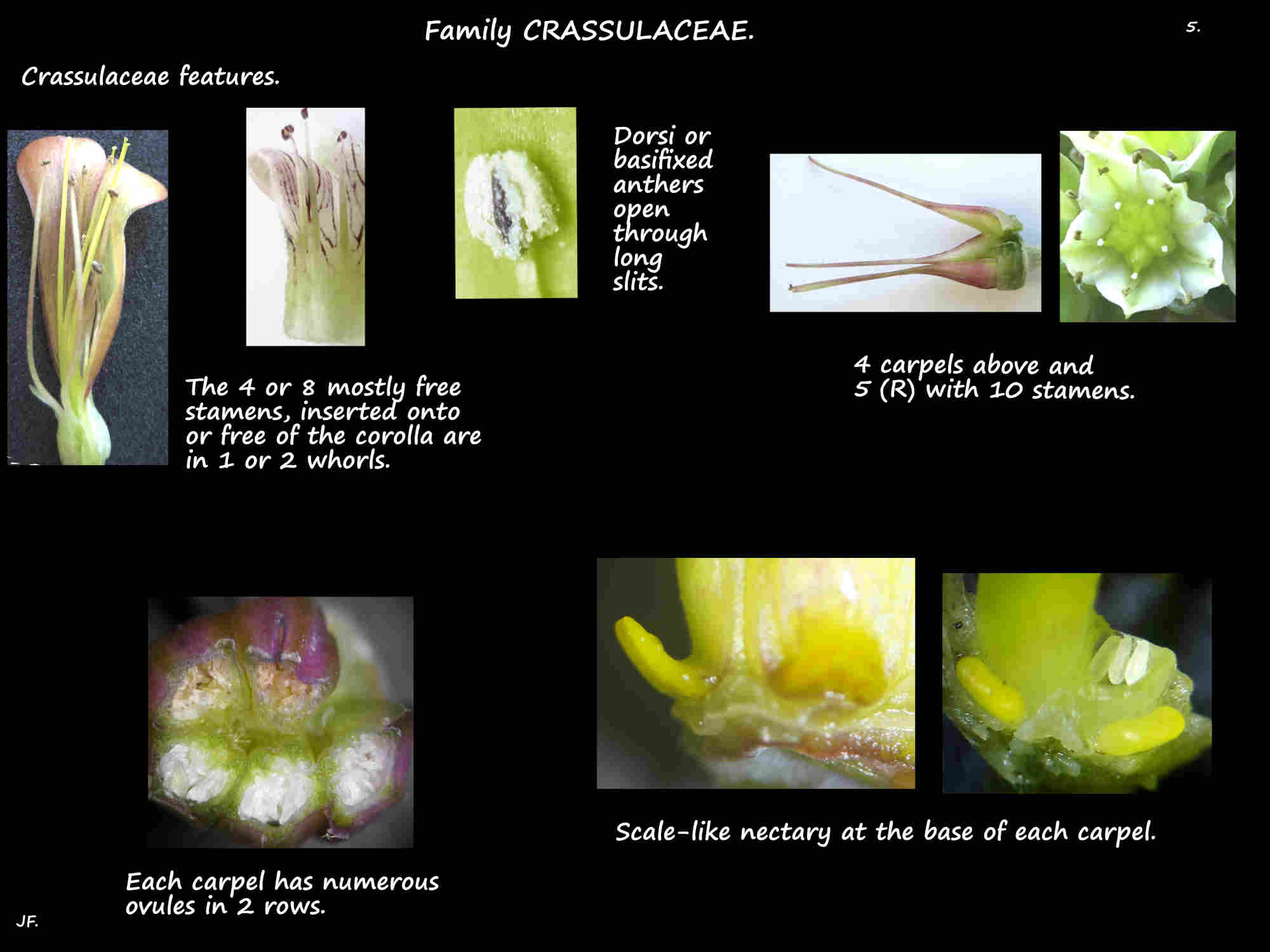 5 Crassulaceae stamens & ovary