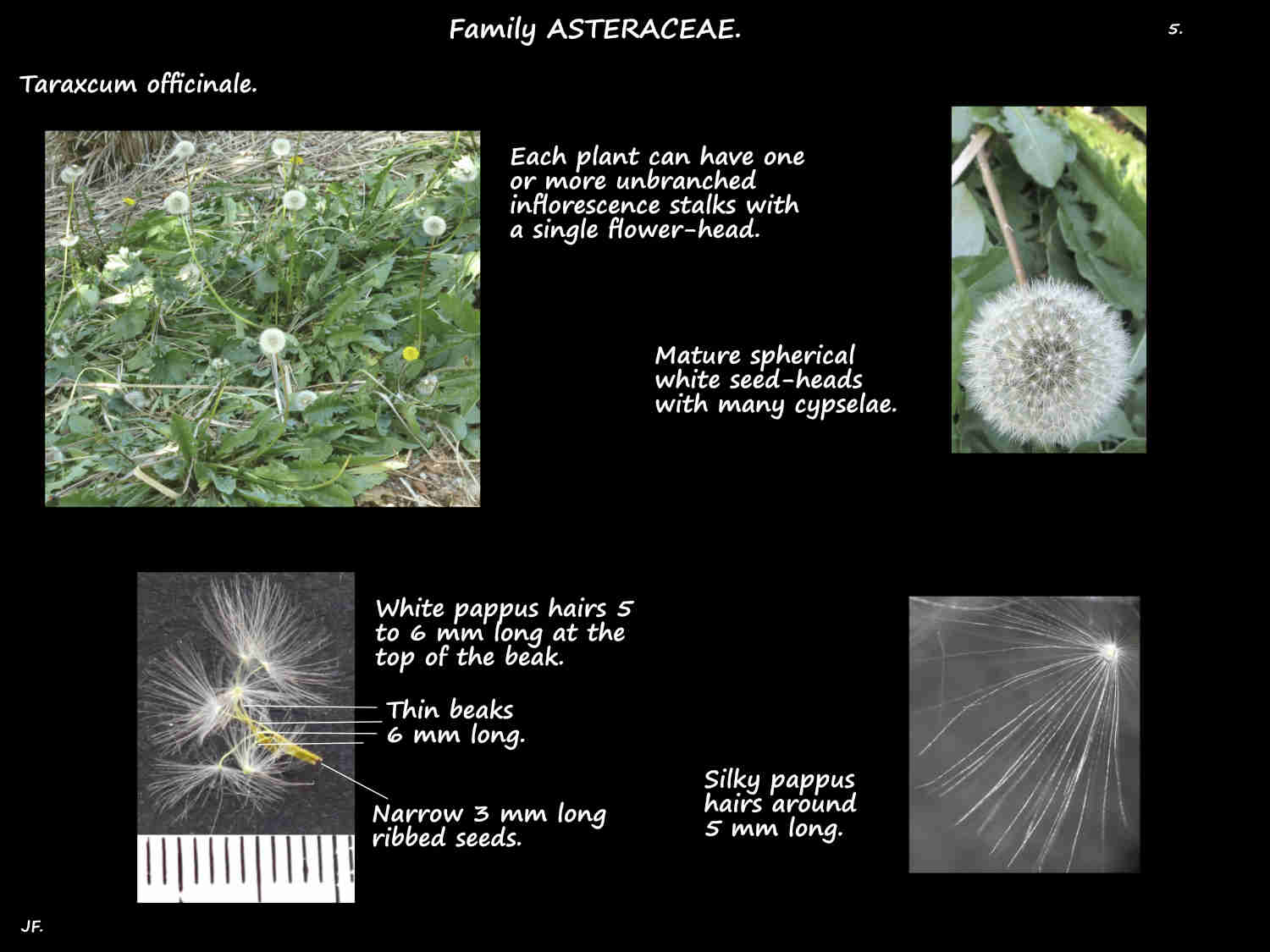 5 Cypselae in a Taraxacum officinale seed-head