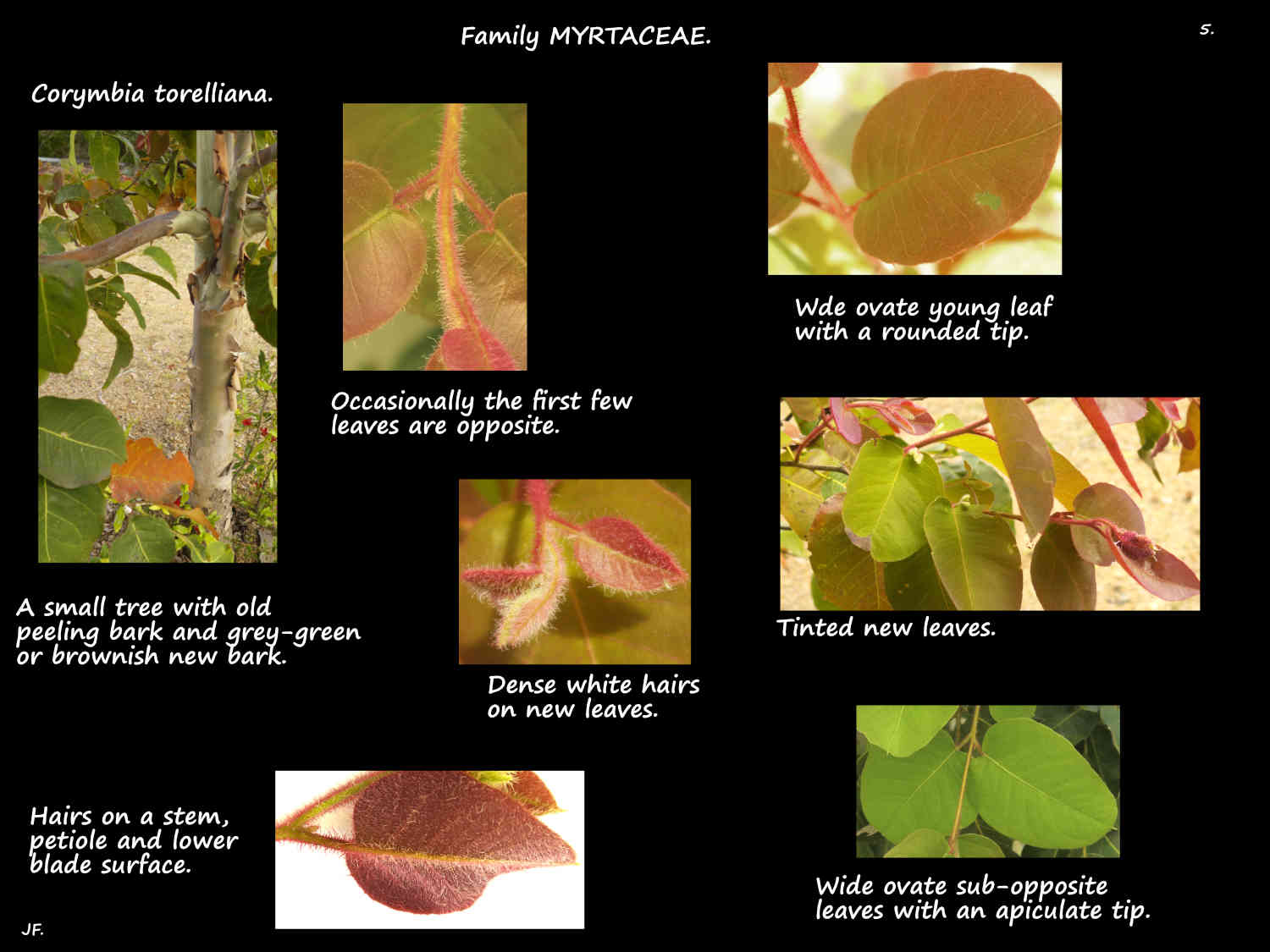5 Dense hairs on a young Corymbia torelliana tree