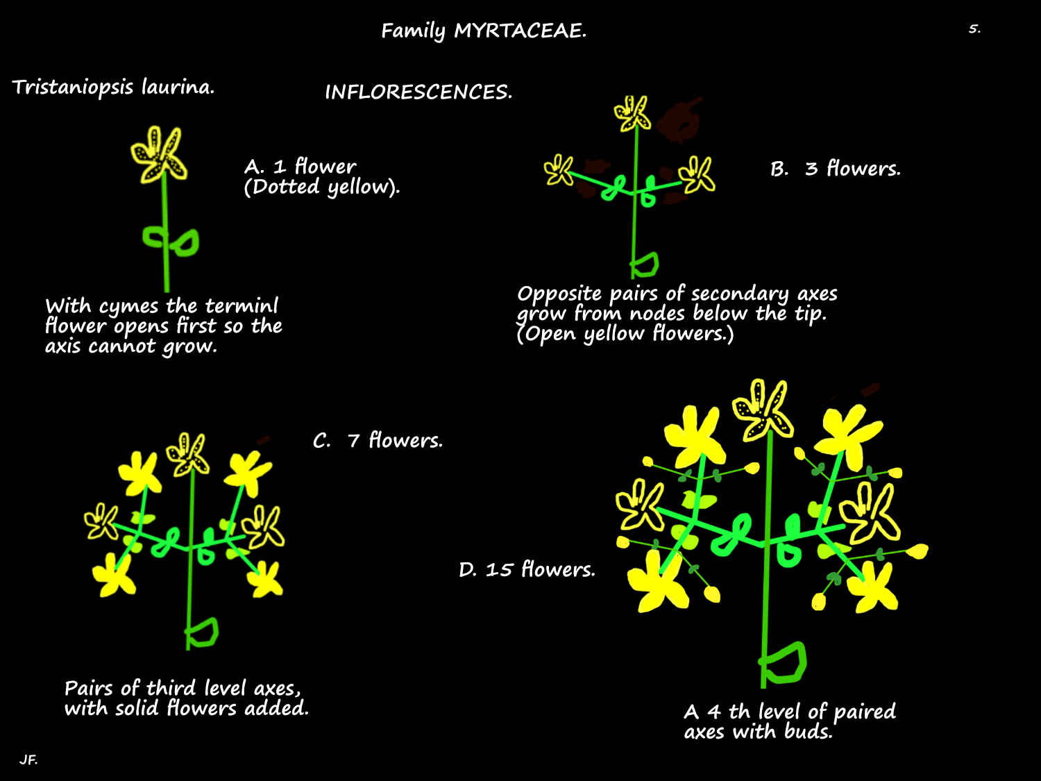 5 Diagrams of Tristaniopsis laurina inflorescences