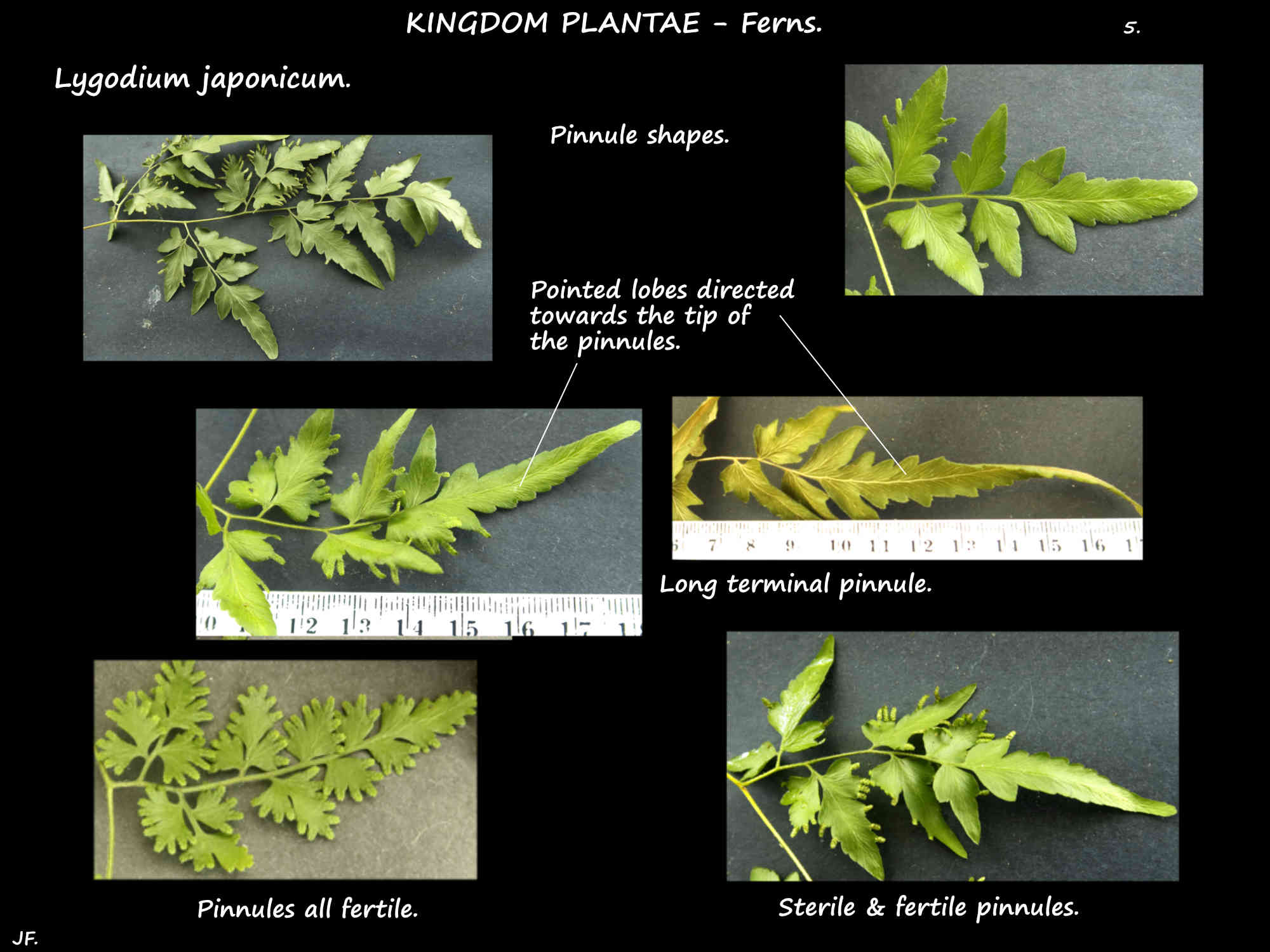 5 Different pinnule shapes of a Japenese climbing fern