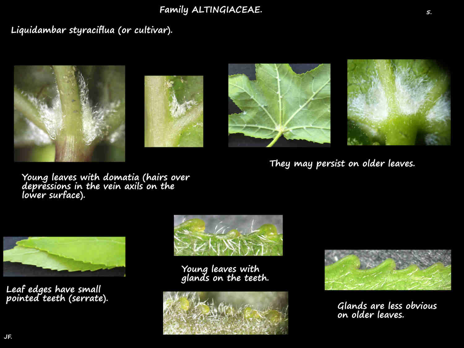 5 Domatia & teerh on Sweetgum leaves