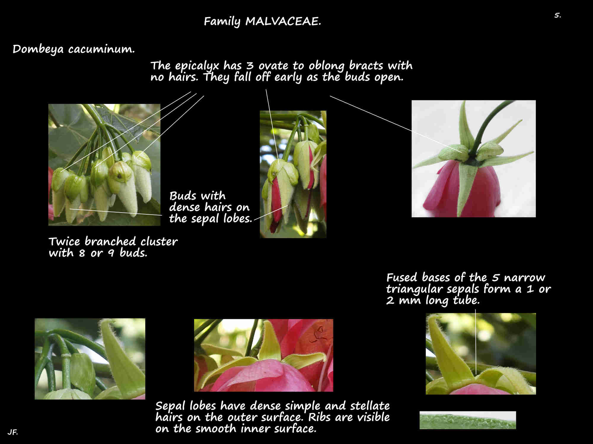 5 Dombeya cacuminum epicalyx & sepals