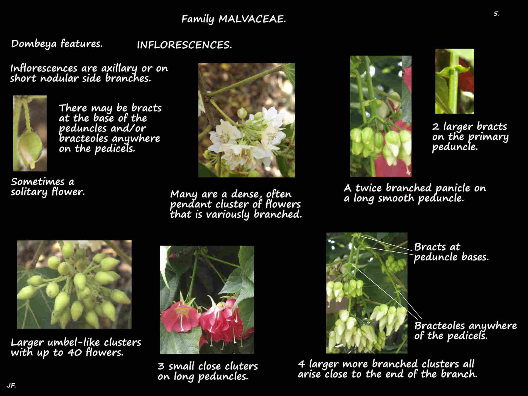 5 Dombeya inflorescences